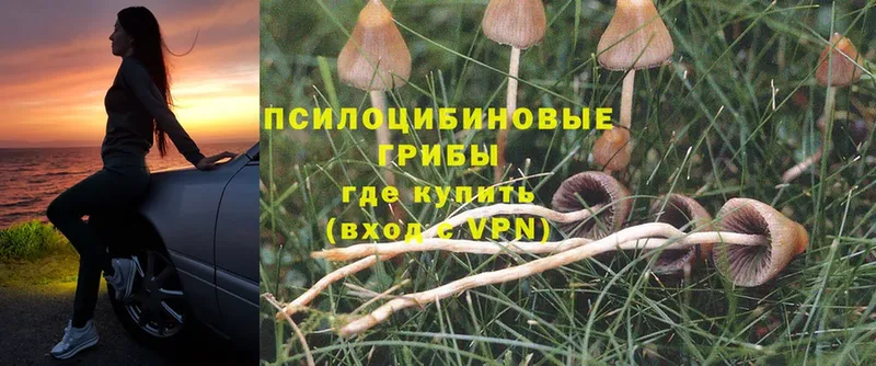 Галлюциногенные грибы Psilocybe  Ишимбай 